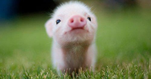 Selátko - a piglet